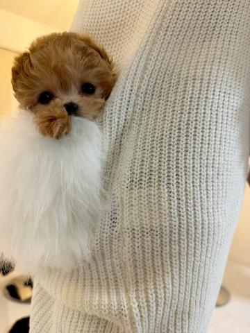 MIXポケットサイズ🍼🤍マルプープー