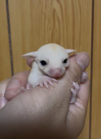 フクロモモンガ 