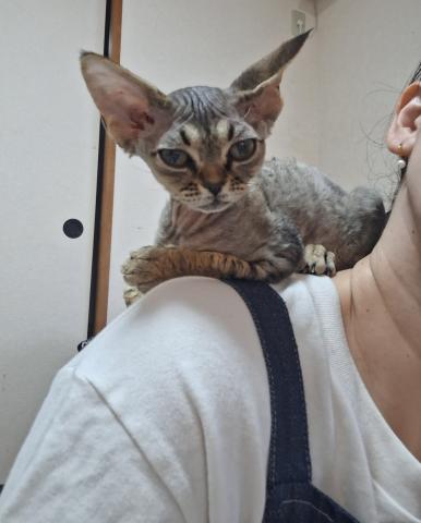 デボンレックス