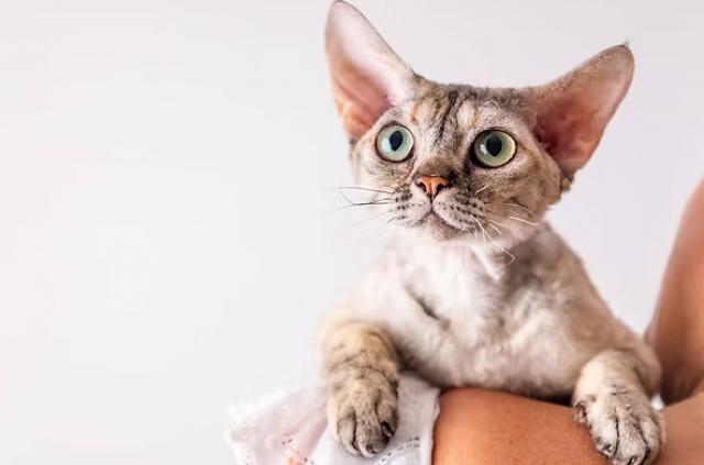 デボンレックス専門ブリーダー Blomstra Cattery