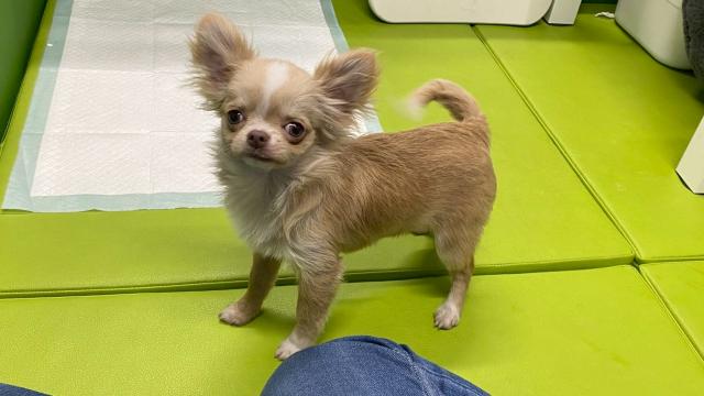 チワワ（ロングコート）