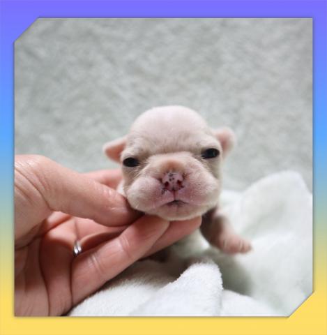 フレンチブルドッグ