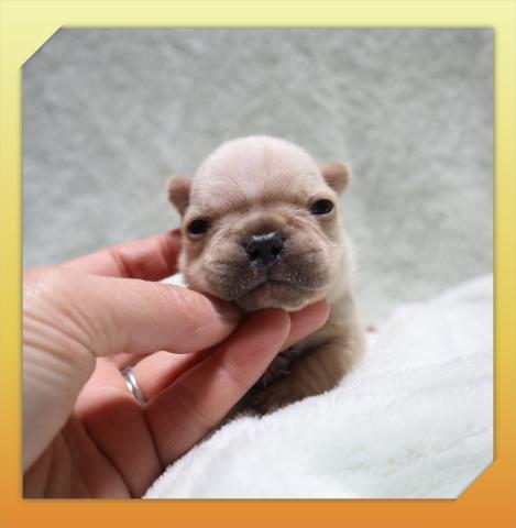 フレンチブルドッグ