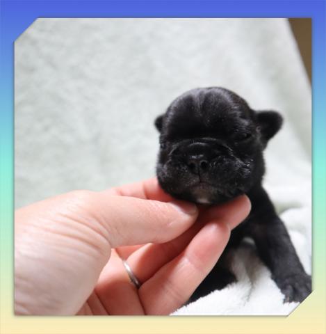 フレンチブルドッグ