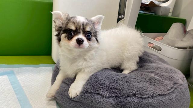 チワワ（ロングコート）