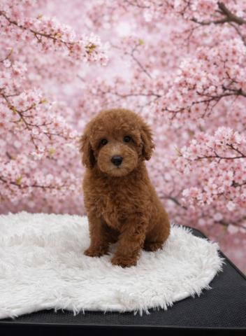 トイプードルトイサイズ