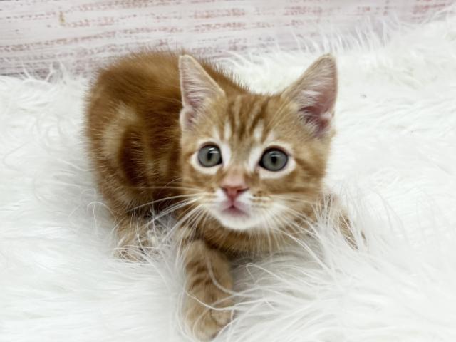 アメリカンショートヘアー