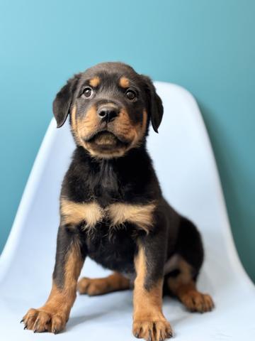 ロットワイラー7241