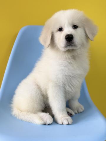 グレートピレニーズ6025