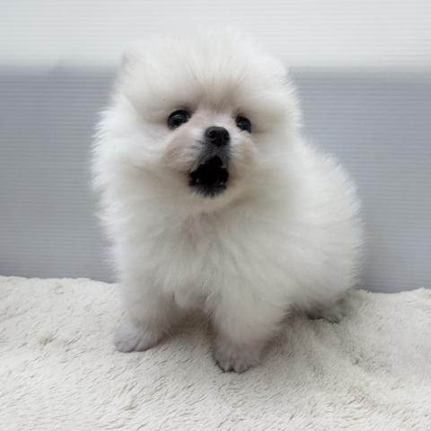 ふわふわで触り心地最高♡♡