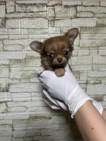 チワワ（ロングコート）3618