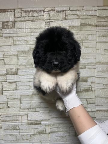 ニューファンドランド3820