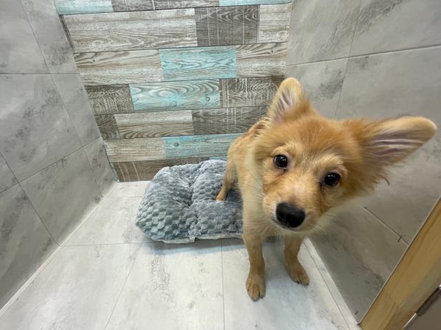 チワワ×ポメラニアン