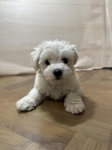 ビションフリーゼ