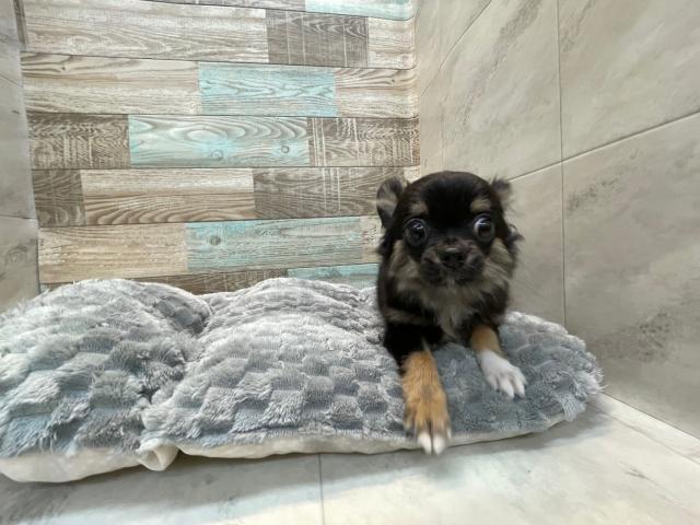 チワワ(ロングコート)