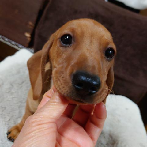 ミニチュアダックスフンドスムース