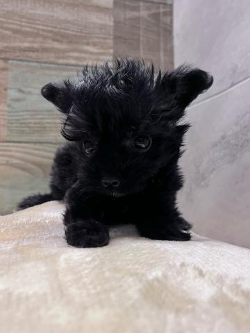 トイプードル×チワワ