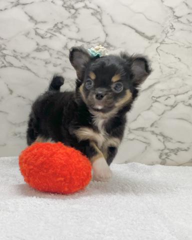 チワワ(ロングコート)