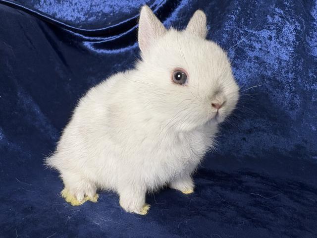 ネザーランドドワーフ