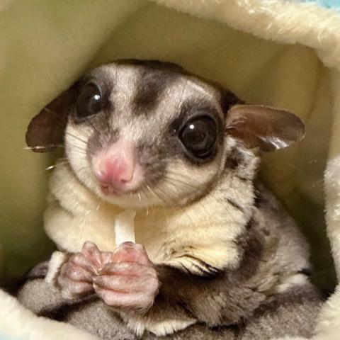 フクロモモンガクラシック/ノーマル『去勢済男の子』