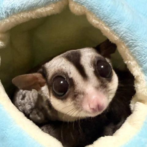 フクロモモンガクラシック/ノーマル女の子