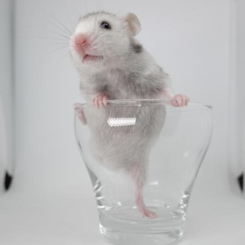 シリアンハムスター(シルバーグレー)