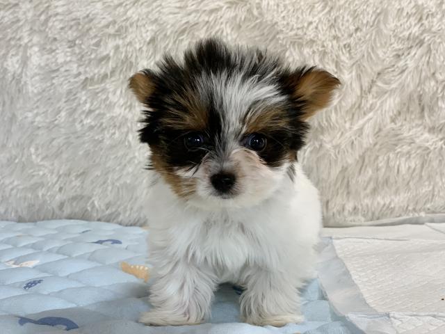 ビューワーテリア