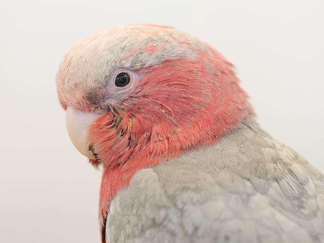 モモイロインコ