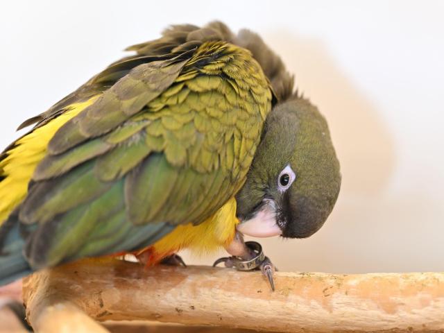 イワインコ