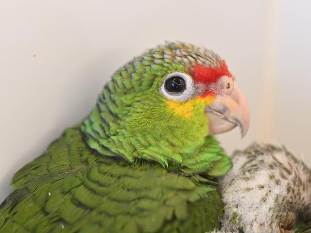 キホオボウシインコ