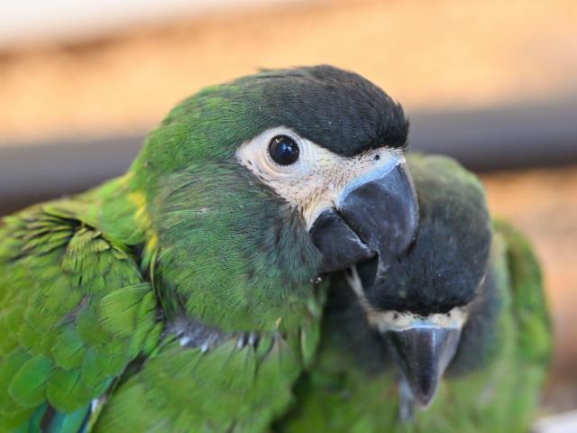 キエリヒメコンゴウインコ