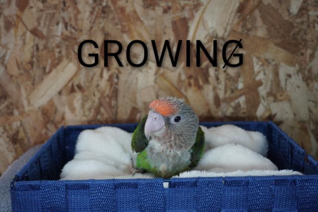 オオハネナガインコ