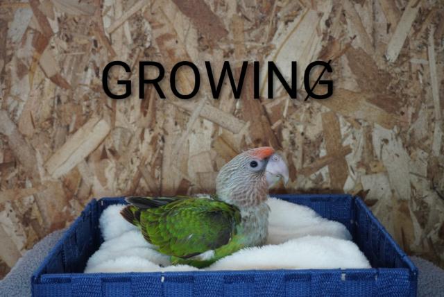 オオハネナガインコ