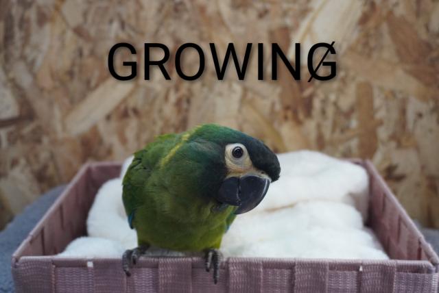 キエリヒメコンゴウインコ