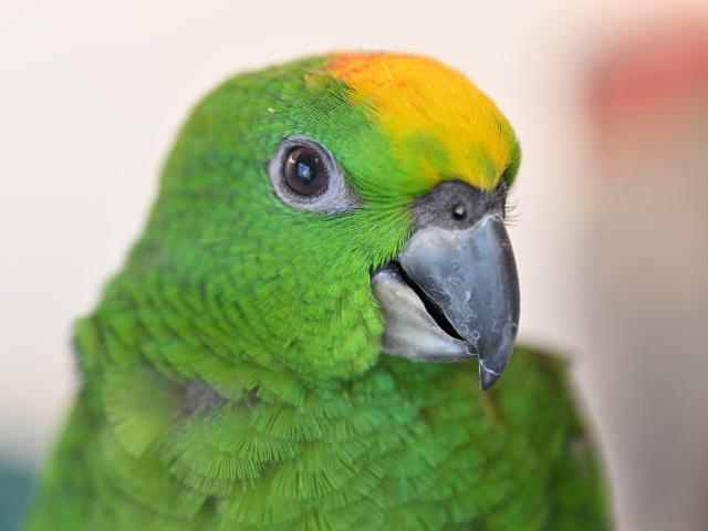 キビタイボウシインコ