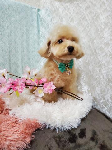 トイプードルティーカップサイズ