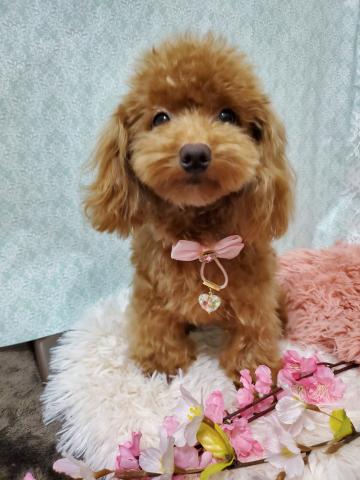 トイプードルティーカップサイズ