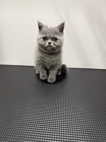 エキゾチックショートヘアー