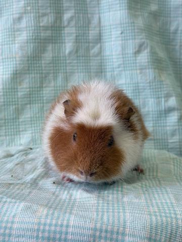 テディモルモット