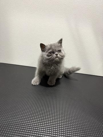 エキゾチックショートヘアー