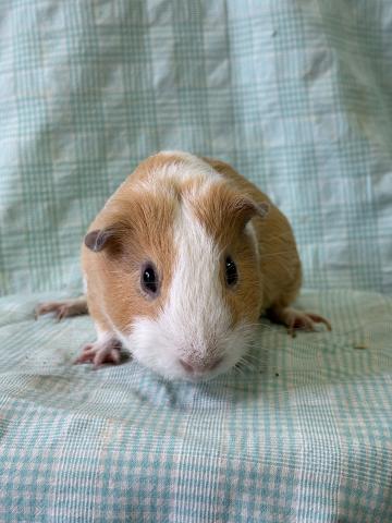 イングリッシュモルモット