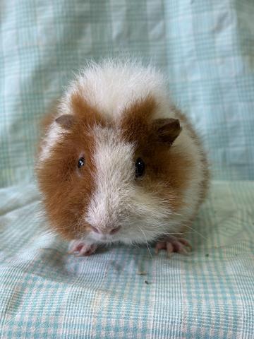 テディモルモット