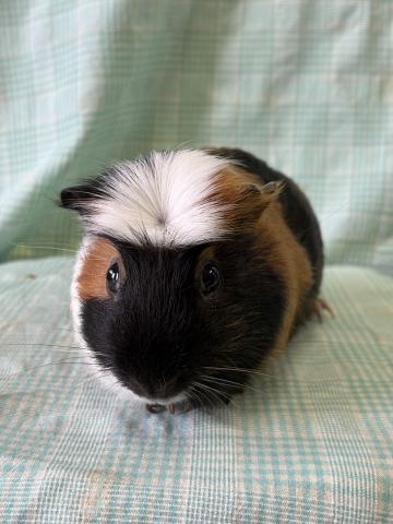 クラステッドモルモット