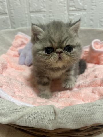 エキゾチックショートヘアー