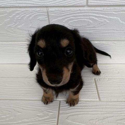 ミニチュアダックスフンド