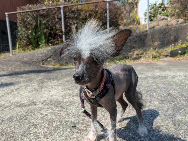 チャイニーズクレステッドドッグ