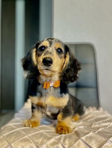 ミニチュアダックスフンド