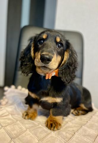 ミニチュアダックスフンド