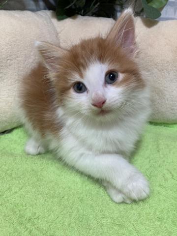 ノルウェージャンフォレストキャット