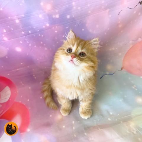 スコティッシュフォールド